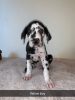 Photo №3. Great Dane Puppies Whatsapp..... 316887104240. Netherlands