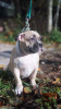 Additional photos: american bully