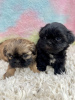 Photo №2 to announcement № 99264 for the sale of shih tzu - buy in United States 