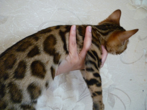 Photo №2 to announcement № 2404 for the sale of bengal cat - buy in Russian Federation from nursery