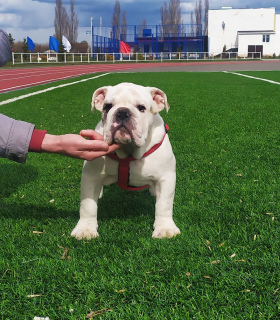 Photo №2 to announcement № 6220 for the sale of english bulldog - buy in Russian Federation from nursery, breeder