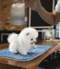 Photo №3. Cute little teacup Pomeranian puppy. United States