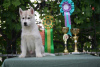 Additional photos: Siberian Husky