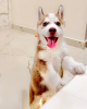 Photo №1. siberian husky - for sale in the city of Роттердам | negotiated | Announcement № 53646