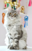 Photo №1. maine coon - for sale in the city of St. Petersburg | negotiated | Announcement № 9204