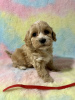 Photo №1. maltese dog - for sale in the city of Naples | 300$ | Announcement № 96913