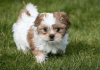 Photo №2 to announcement № 88683 for the sale of shih tzu - buy in Israel private announcement