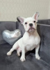 Photo №2 to announcement № 83000 for the sale of french bulldog - buy in Russian Federation breeder