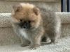 Photo №1. pomeranian - for sale in the city of Dubai | negotiated | Announcement № 35899