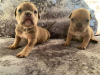 Photo №2 to announcement № 10984 for the sale of american bully - buy in Albania 