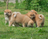 Additional photos: Akita inu puppies