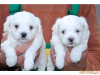 Photo №3. Maltese puppies. Lithuania