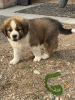 Photo №1. st. bernard - for sale in the city of Prague | Is free | Announcement № 124138