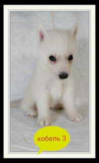 Photo №4. I will sell siberian husky in the city of Торосово. from nursery - price - 260$