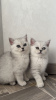 Photo №2 to announcement № 77092 for the sale of british shorthair - buy in Germany breeder