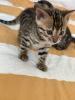 Photo №2 to announcement № 58235 for the sale of bengal cat - buy in Germany private announcement