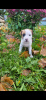 Photo №4. I will sell american staffordshire terrier in the city of St. Petersburg. breeder - price - 1041$