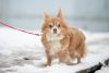 Photo №2 to announcement № 105365 for the sale of chihuahua - buy in Germany breeder