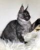 Photo №4. I will sell maine coon in the city of Valmadonna. breeder - price - Is free
