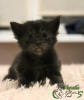 Photo №1. maine coon - for sale in the city of St. Petersburg | 480$ | Announcement № 8400