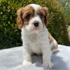 Photo №3. Cavalier King Charles Spaniel Welpen. Austria