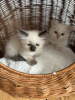 Additional photos: Ragdoll Kittens ready for new homes