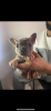 Photo №3. French Bulldog Puppies Puppy Kc Blue Lilac Tans. Ukraine