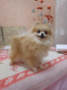 Photo №2 to announcement № 52181 for the sale of pomeranian - buy in Belarus private announcement