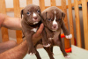 Additional photos: American bully puppies standard classic