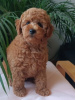 Photo №1. poodle (dwarf) - for sale in the city of Belgrade | 1585$ | Announcement № 118937