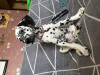 Photo №3. Dalmatian puppies, purebred. Uzbekistan