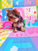 Photo №3. Single Yorkshire Terrier girl for sale, baby face muzzle.. Georgia