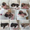 Photo №2 to announcement № 8500 for the sale of american staffordshire terrier - buy in Russian Federation breeder