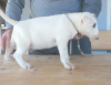 Additional photos: Typical bull terrier puppies