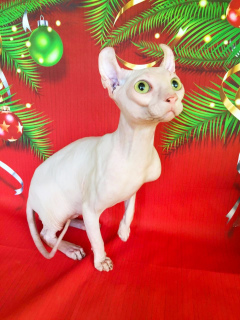 Photo №3. White cat Elf breeding. Russian Federation