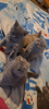 Additional photos: british shorthair kittens