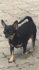 Photo №2 to announcement № 58370 for the sale of chihuahua - buy in Moldova private announcement