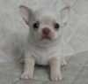 Photo №1. chihuahua - for sale in the city of Helsinki | negotiated | Announcement № 127537