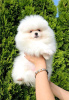 Photo №2 to announcement № 115031 for the sale of pomeranian - buy in Serbia breeder