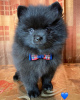 Photo №1. german spitz - for sale in the city of Москва | 660$ | Announcement № 8223