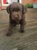 Photo №2 to announcement № 88222 for the sale of labrador retriever - buy in Germany private announcement