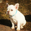 Photo №4. I will sell french bulldog in the city of Dusseldorf. private announcement - price - 380$