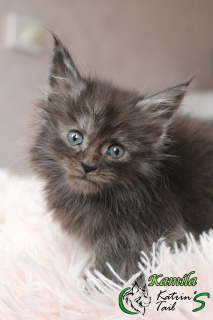 Photo №1. maine coon - for sale in the city of St. Petersburg | 410$ | Announcement № 6555