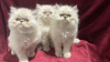 Photo №1. persian cat - for sale in the city of Walldorf | negotiated | Announcement № 110364