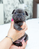 Photo №2 to announcement № 51594 for the sale of french bulldog - buy in Moldova breeder