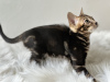 Photo №3. Marbled Bengal cat. France