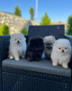 Photo №1. pomeranian - for sale in the city of Paris | Is free | Announcement № 98331