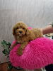 Photo №3. TOY RED AND APRICOT POODLES. Serbia