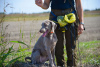 Photo №4. I will sell weimaraner in the city of Нови Сад.  - price - negotiated
