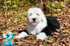 Photo №1. bobtail - for sale in the city of Kharkov | 2000$ | Announcement № 29066